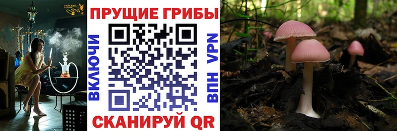 Псилоцибиновые грибы мицелий Купить где Сибай